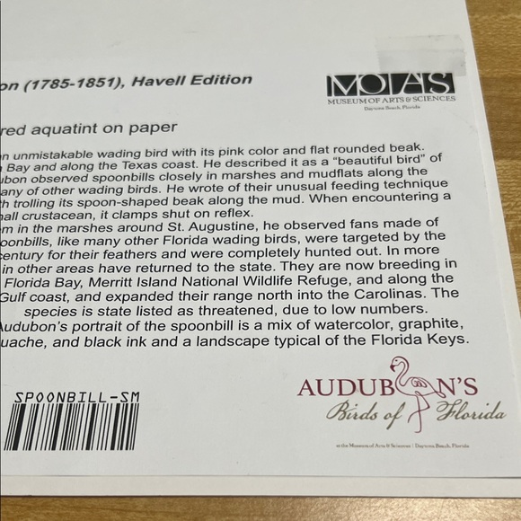 ( 0385) Pink and Green Bird Art Print “ 8 X 10” Unframed MOIAS Museum Of Arts - Picture 6 of 6